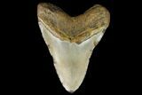 Fossil Megalodon Tooth - North Carolina #124421-2